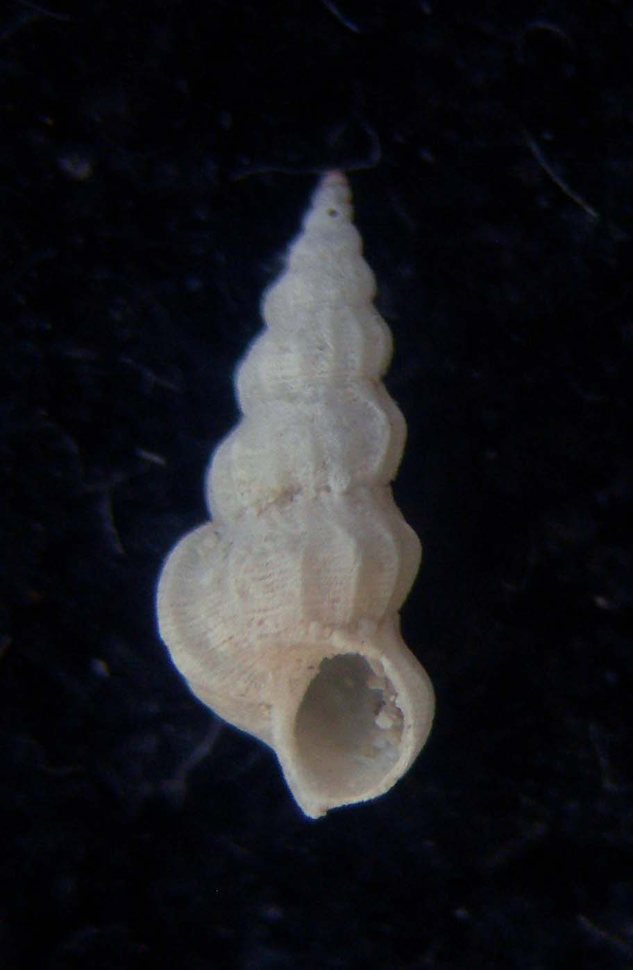 opalia hellenica?